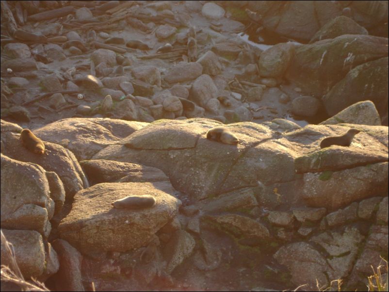 DSC01362_seal colony cape foulwind westport